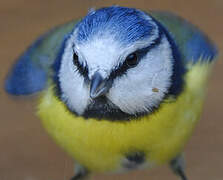 Mésange bleue