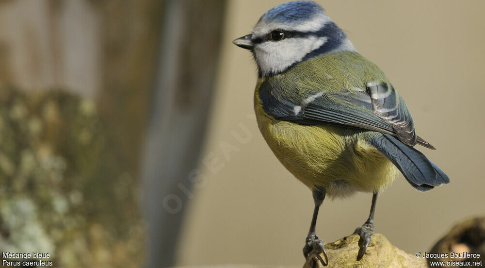 Mésange bleue