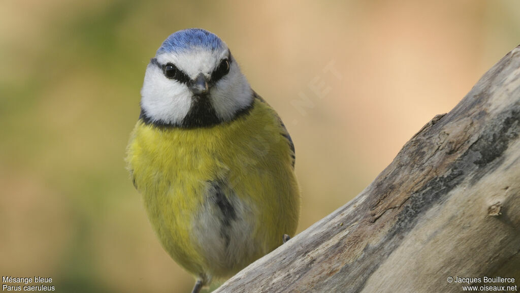 Eurasian Blue Titadult