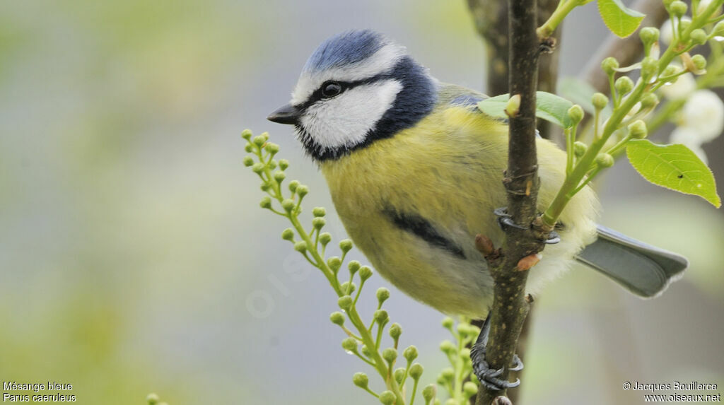 Mésange bleueadulte