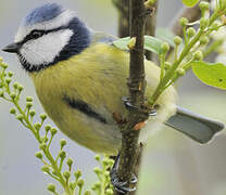 Eurasian Blue Tit