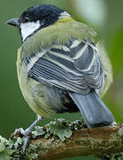 Great Tit