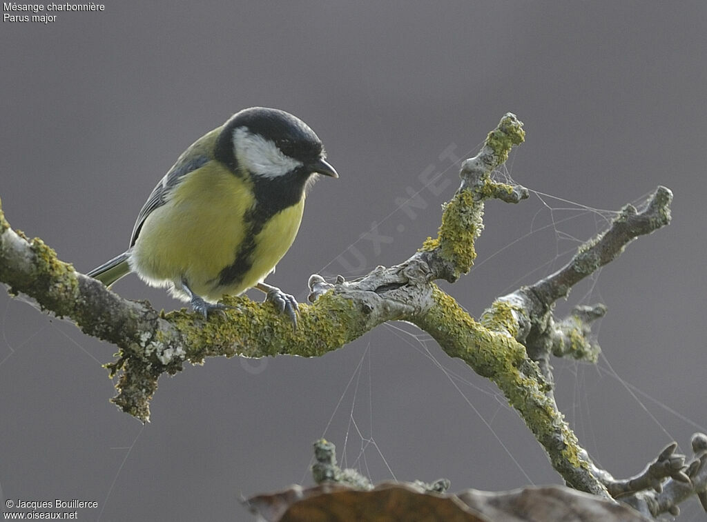 Mésange charbonnière