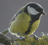 Great Tit