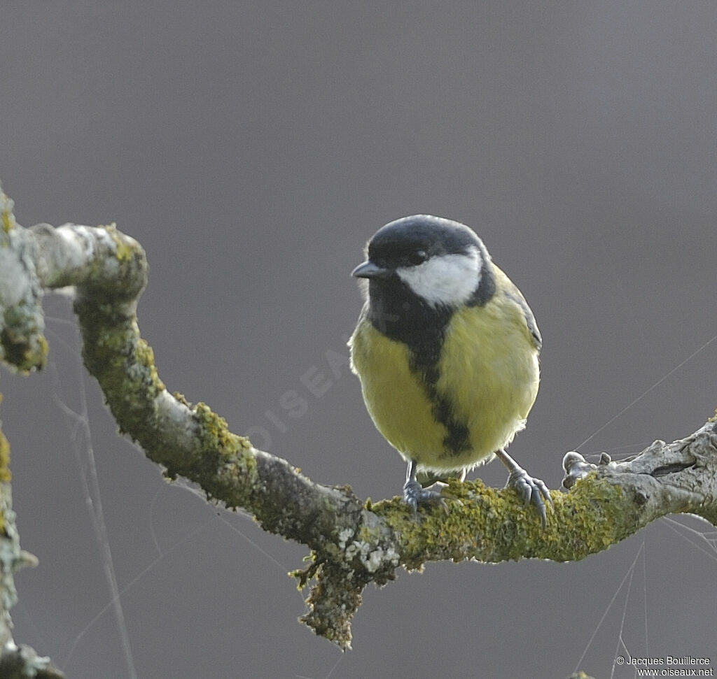 Mésange charbonnière