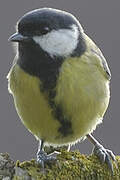 Great Tit