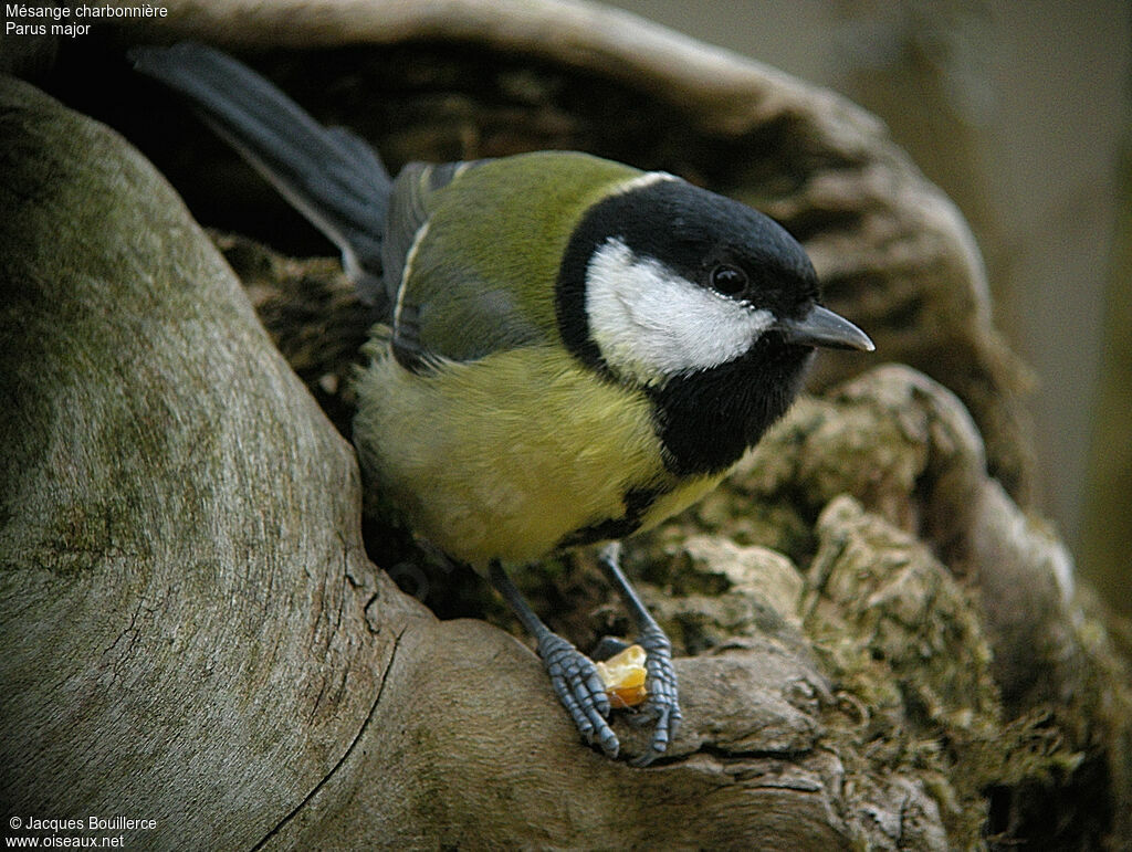 Great Tit