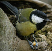 Great Tit