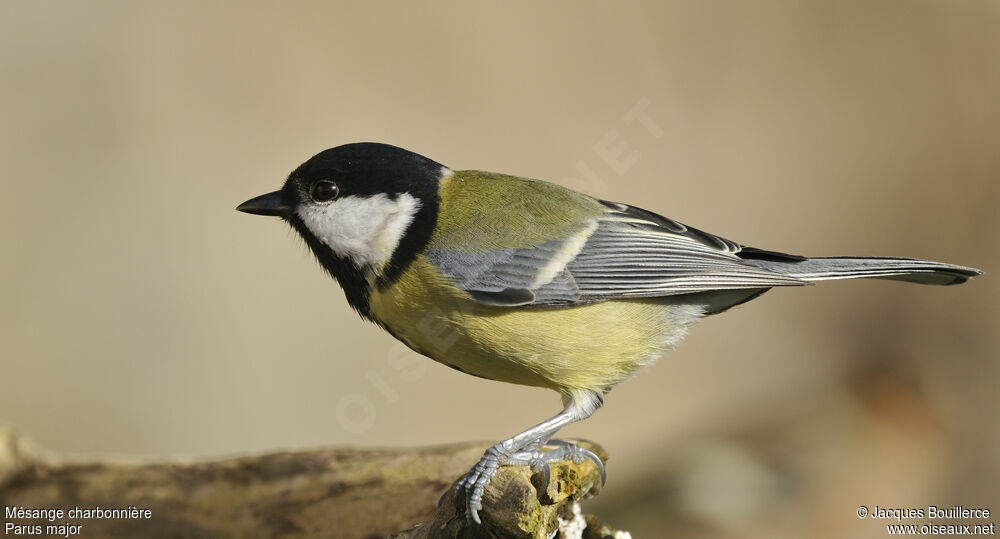 Great Tit