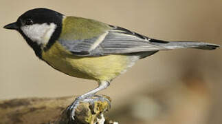 Mésange charbonnière