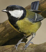 Great Tit