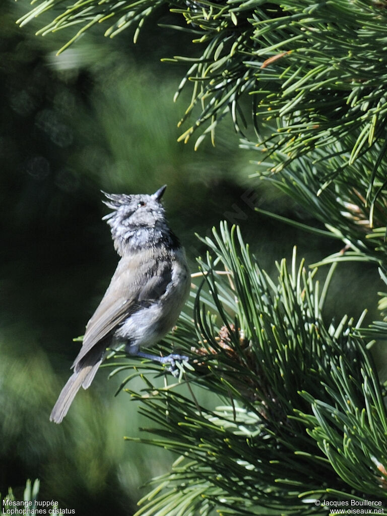 Mésange huppée