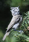 European Crested Tit