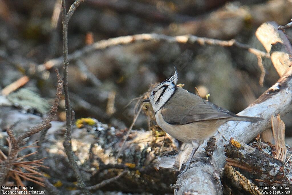 European Crested Tit