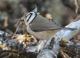 Mésange huppée