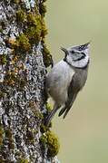 European Crested Tit