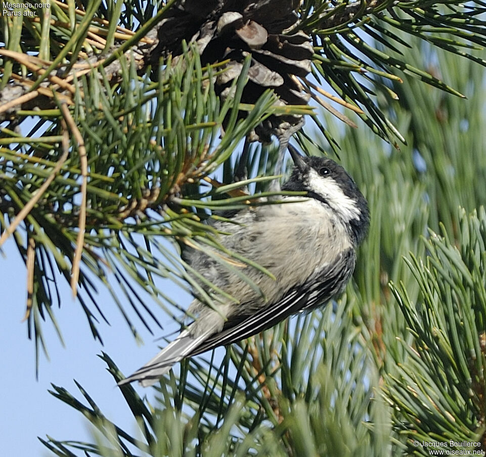 Mésange noire