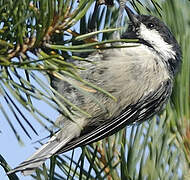 Coal Tit