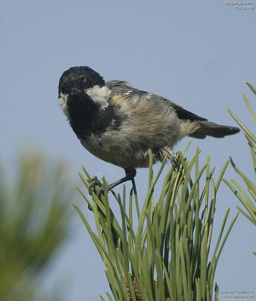 Mésange noire