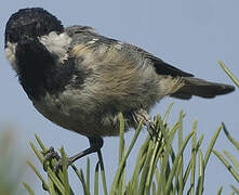 Coal Tit