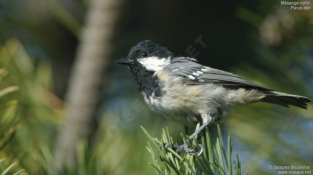 Mésange noire