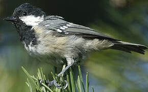 Coal Tit