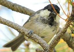 Coal Tit