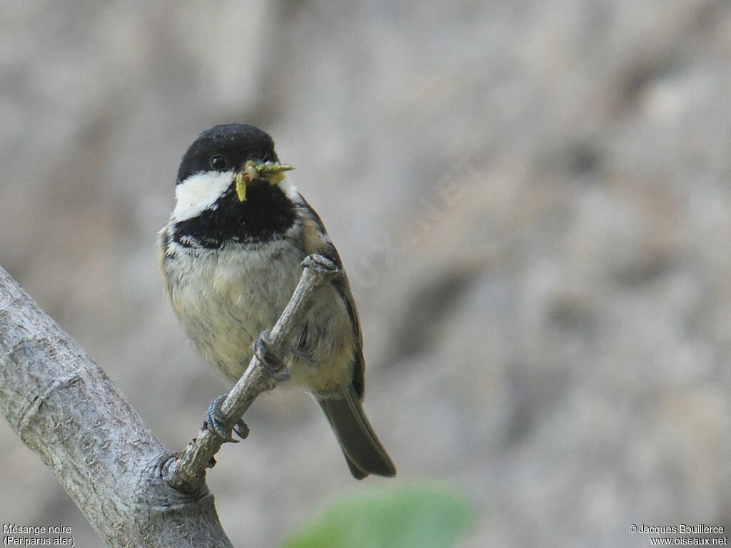 Mésange noire