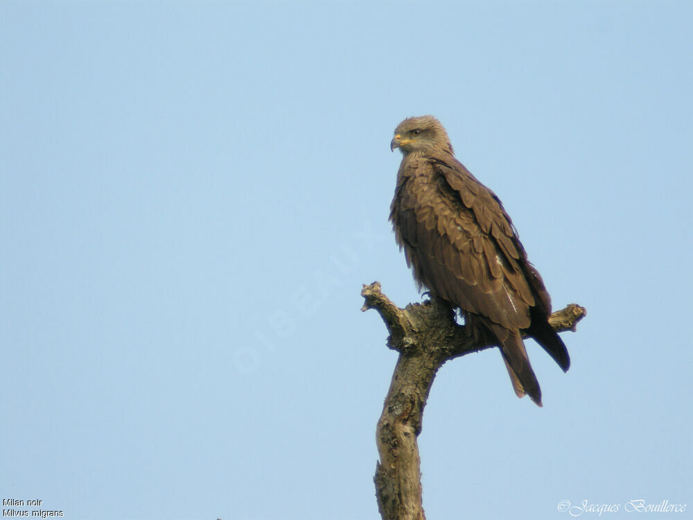 Black Kite