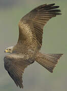 Black Kite