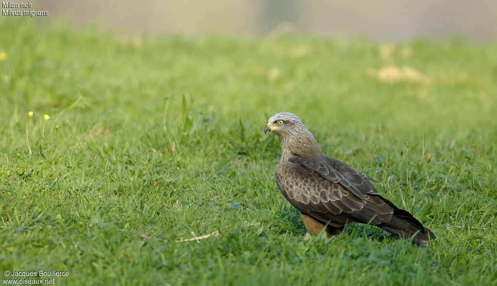 Black Kite