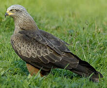 Black Kite