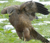 Black Kite