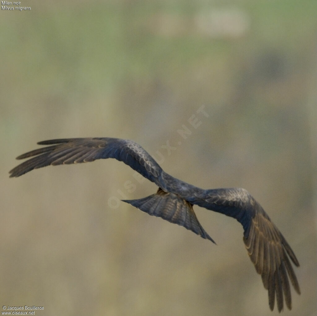 Black Kite