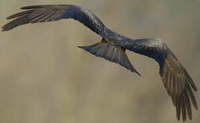 Black Kite