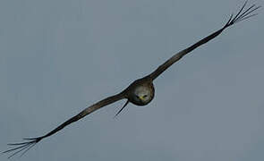 Black Kite