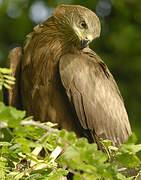 Black Kite