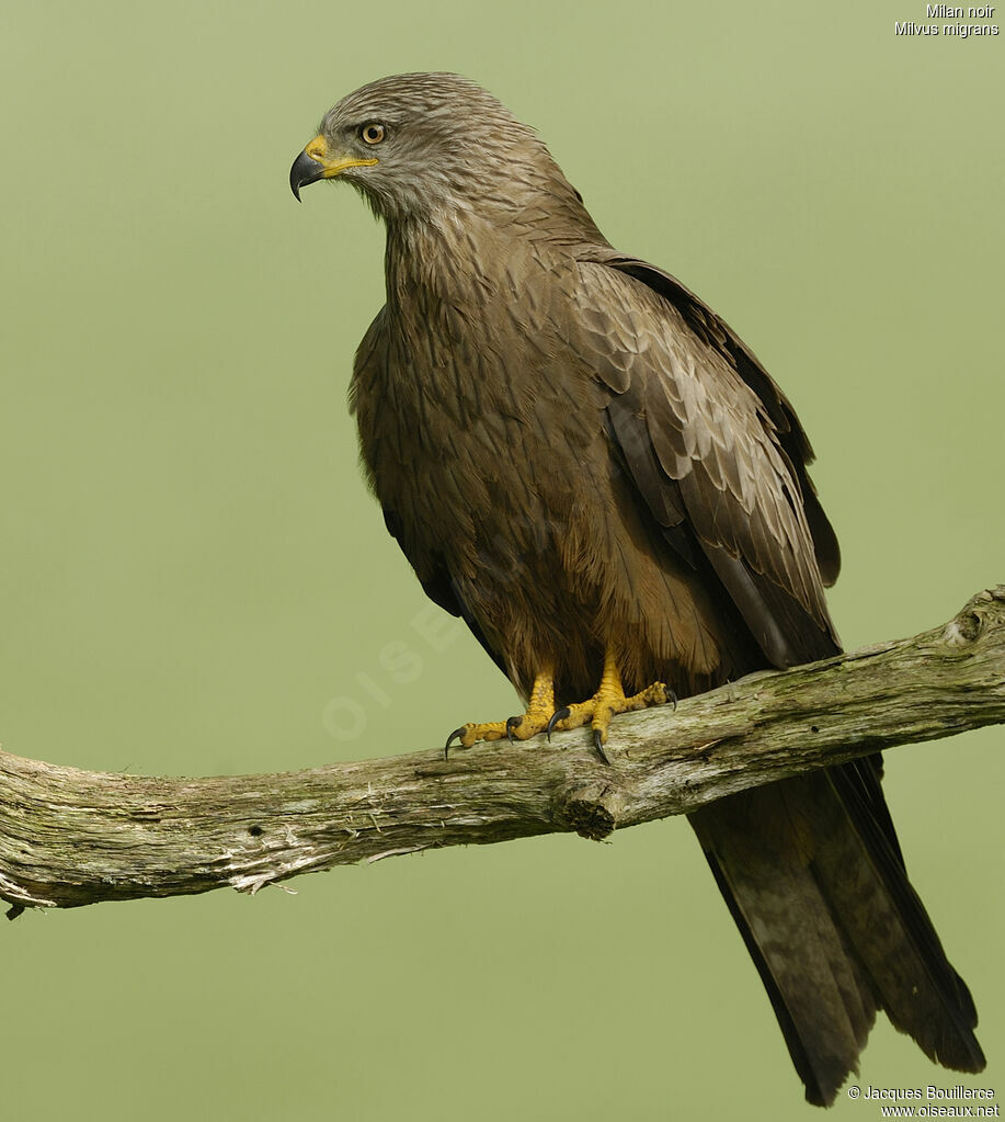 Black Kite