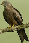 Black Kite