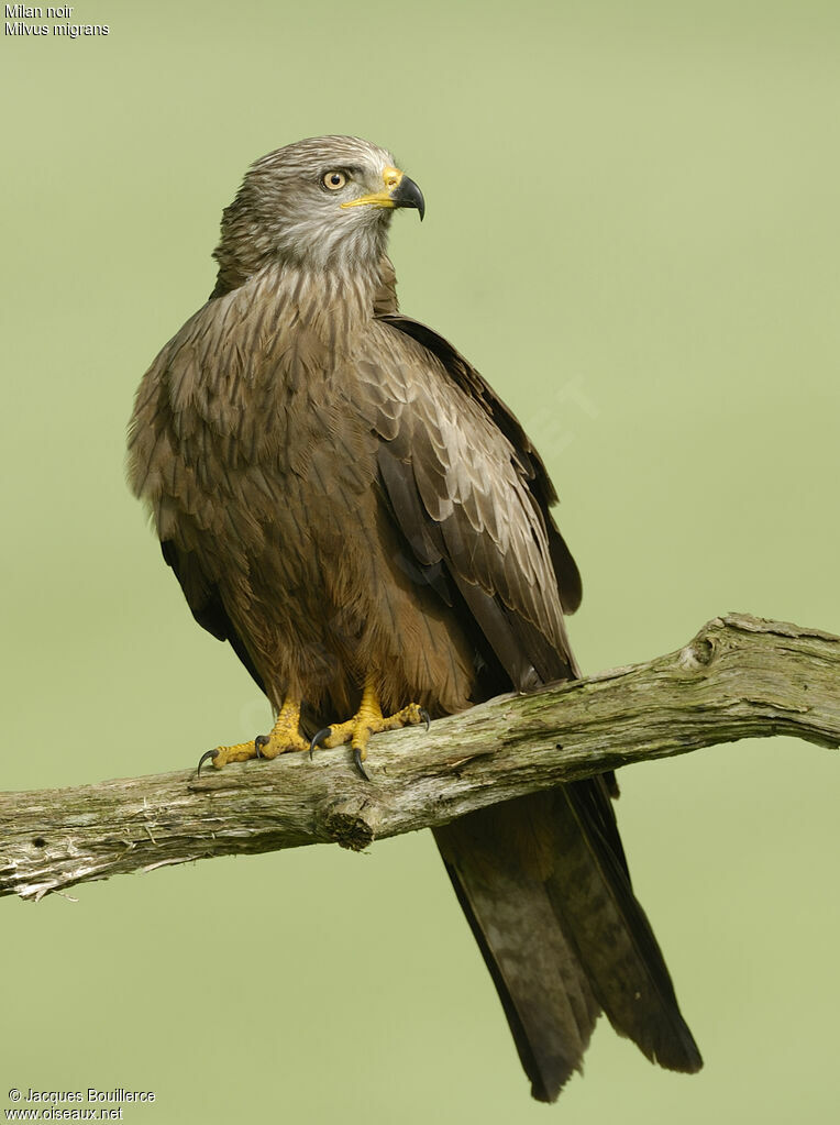 Black Kite