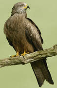 Black Kite