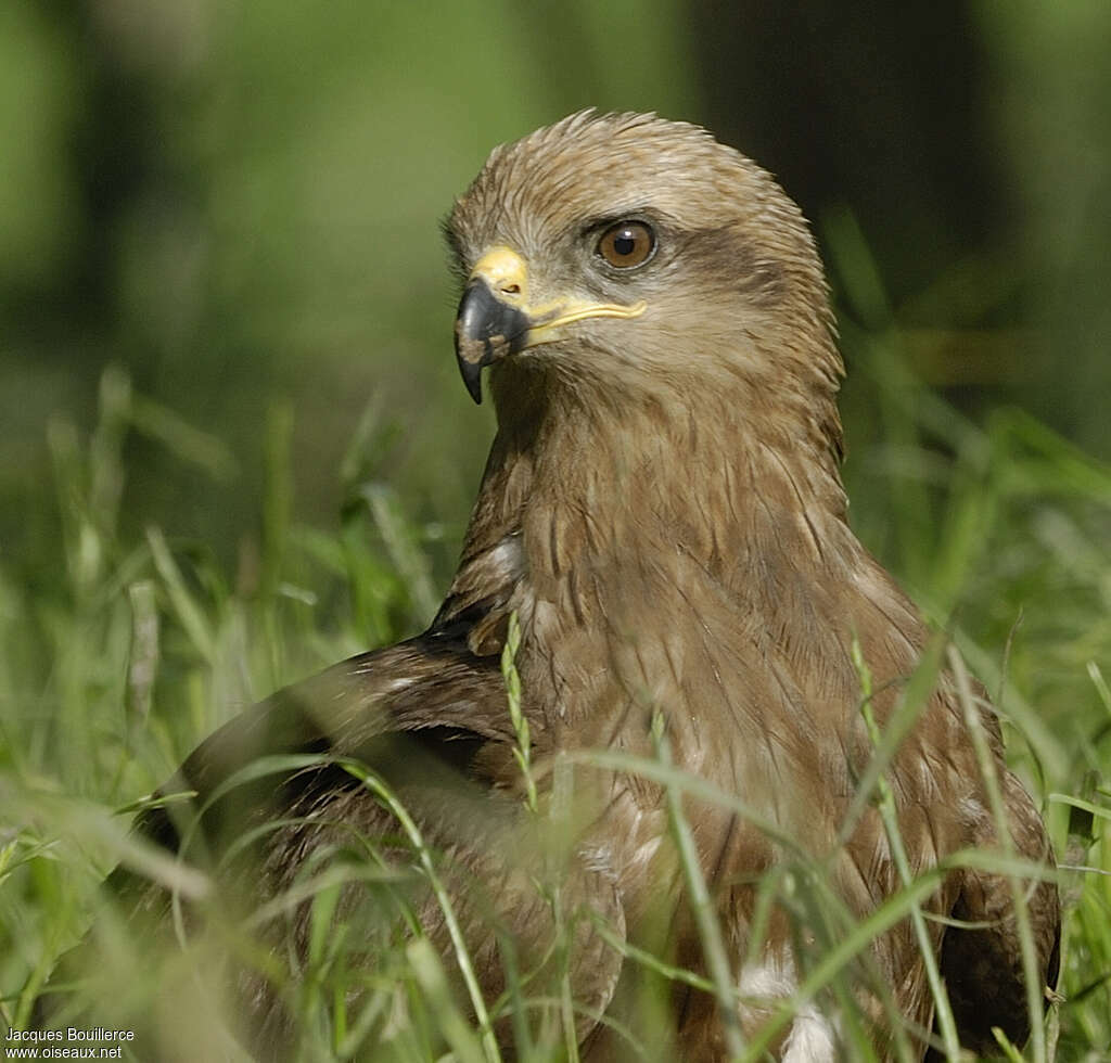 Black Kiteimmature, close-up portrait