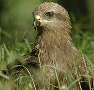 Black Kite