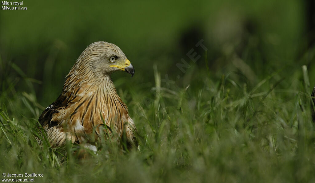 Red Kite