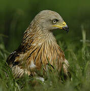 Red Kite