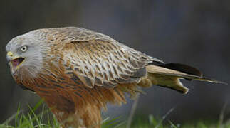 Red Kite