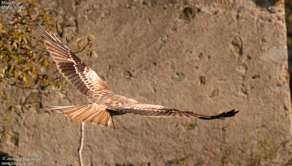 Red Kite