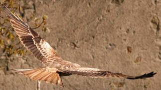 Red Kite