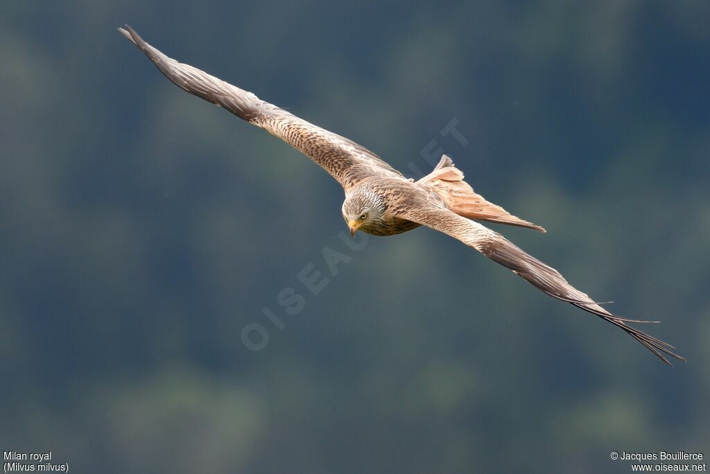 Red Kite