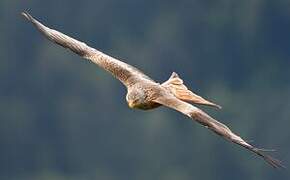 Red Kite